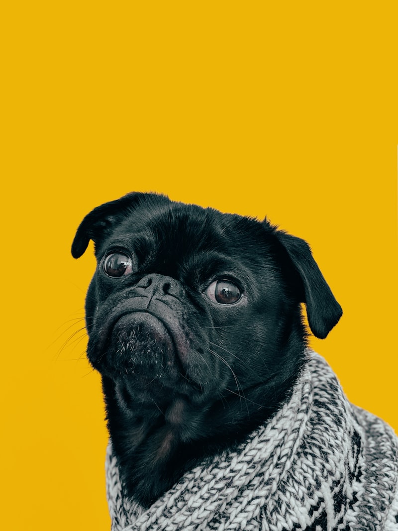 The Great Grain Debate in Dog Food