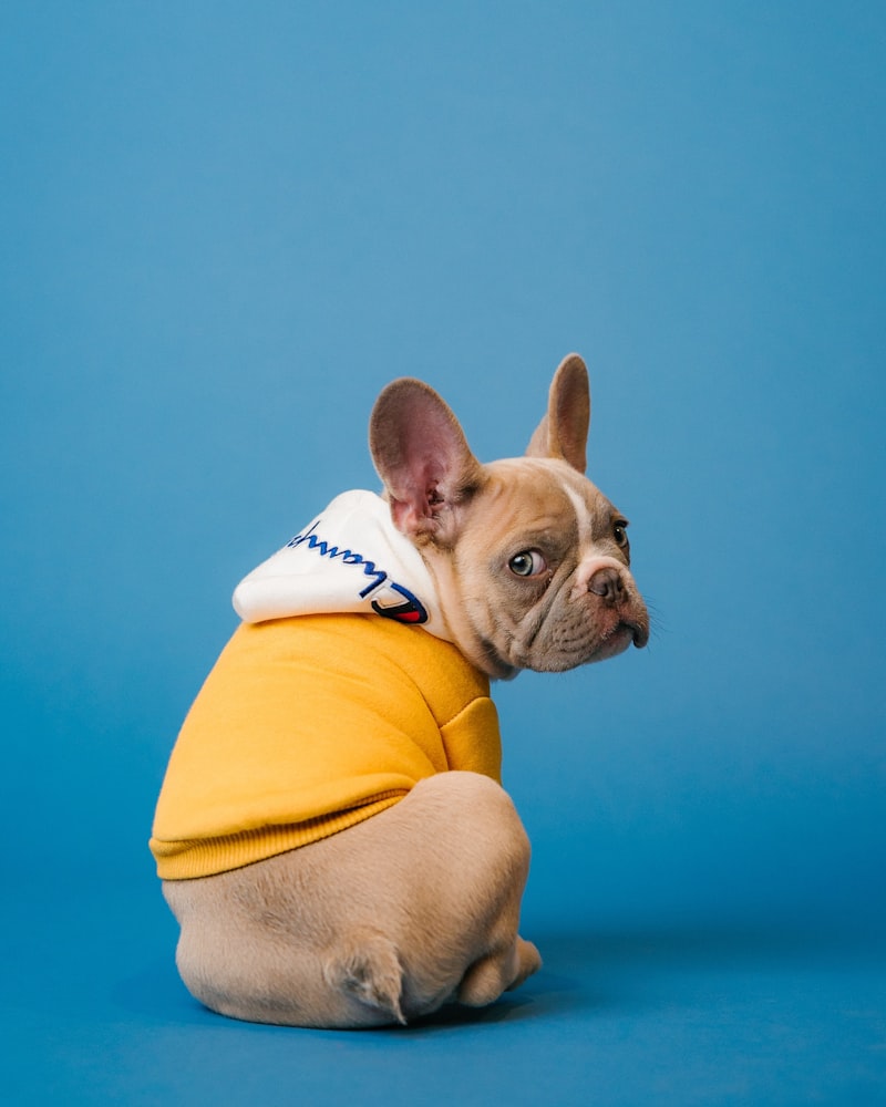 Mastering the Leash: 5 Tips for Pullers