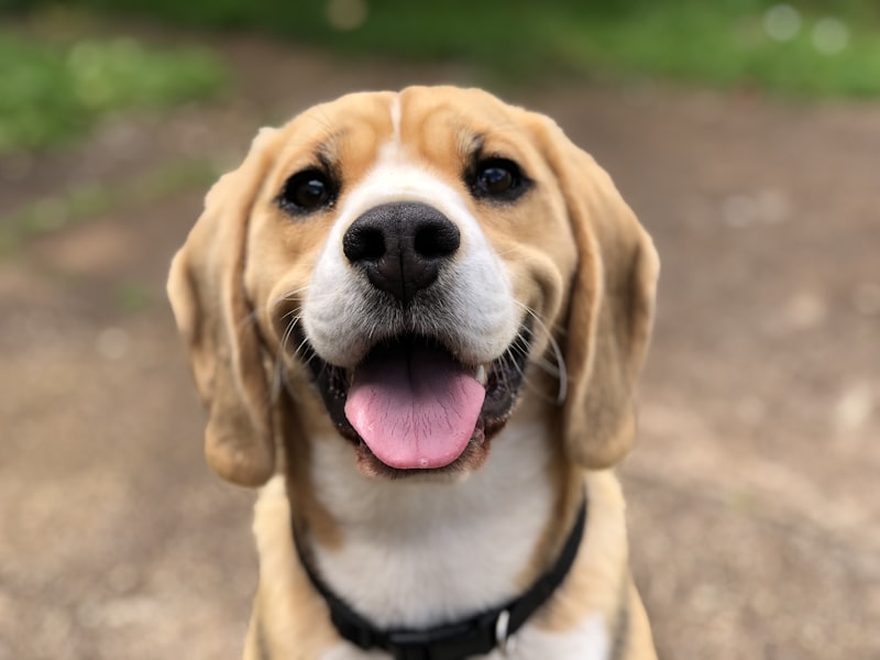 Welcome to the BarkPark Blog!